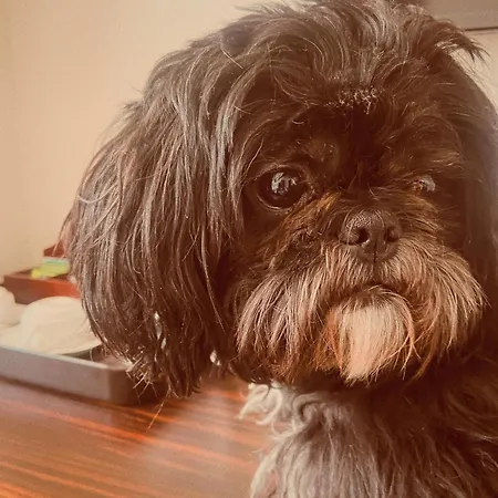 Hotel Borowiecki Lodž